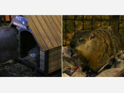 Holtsville's Groundhog Delivers Verdict: Early Spring or Extended Winter?