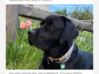 Offer of Up to $15,000 Reward for Gigi, Missing Service Dog of Long Island Veteran.