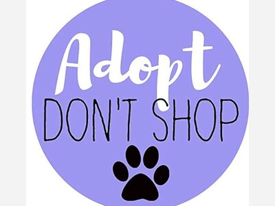 Choosing Compassion: The Case for Adopting, Not Shopping, for Pets on Long Island 