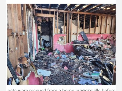 Rescuer Discovers an Amazing Feeling While Saving Injured Cats from Long Island House Fire 
