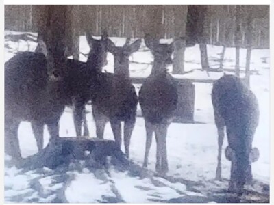  Deer in Long Island Saved from Plastic Peril: Reunited with Herd After Daring Rescue 