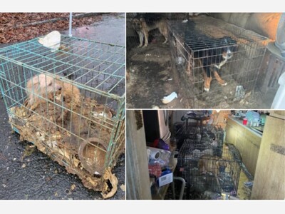 Over 40 Animals Suffer in ‘Noxious’ Conditions in Ronkonkoma