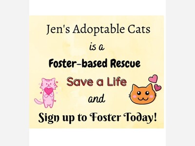 Foster a cat/kitten