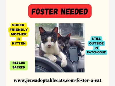 Urgent foster needed 