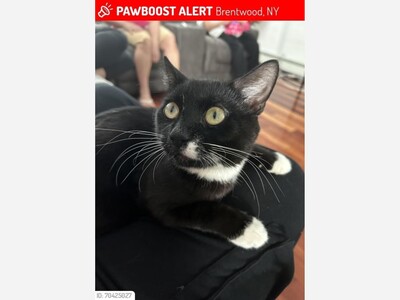 Milo is lost 