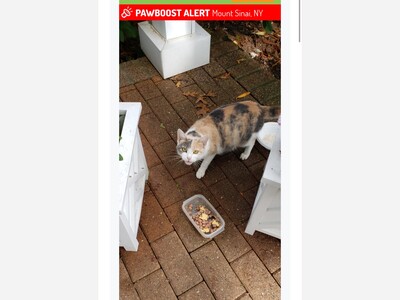 Lost cat