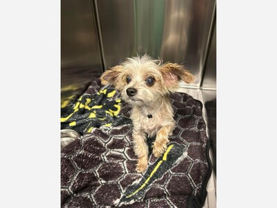 Found dog 