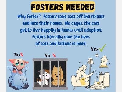 Jen’s Adoptable Cats Seeking Fosters 