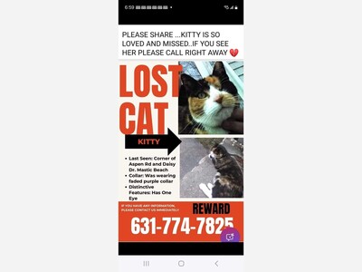 Lost cat 