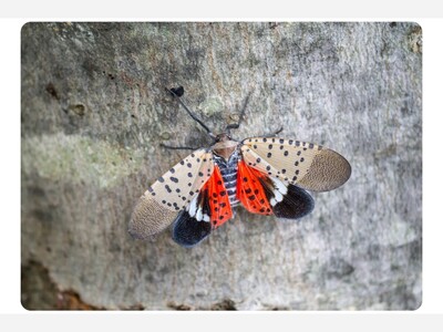 **Long Island Remains Vigilant Against the Invasive Spotted Lanternfly Threat**