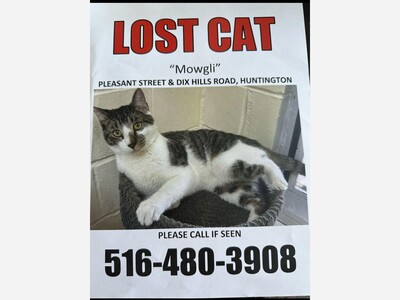 Lost cat 
