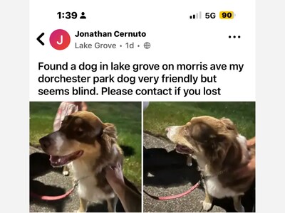 Found dog 