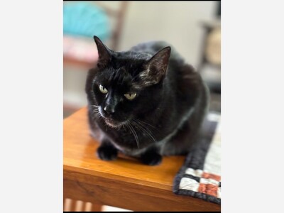 Cat lost 