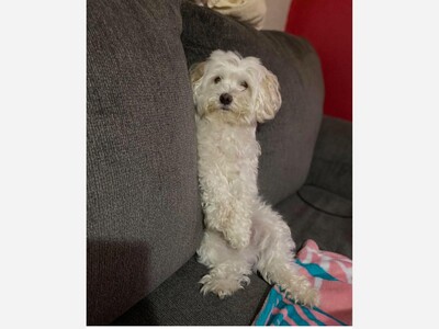 Missing dog 