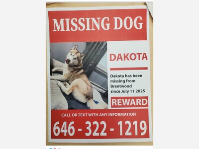 Missing dog in Brentwood 
