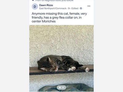 Found cat 