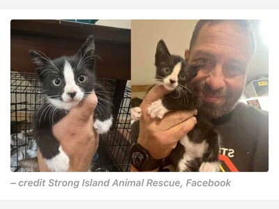 Title: Tiny Paw, Big Rescue: Kitten's Harrowing Journey Out of a Coram Storm Drain