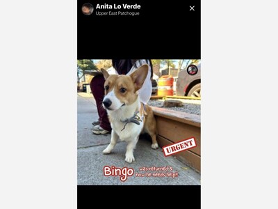 Adopt Bingo