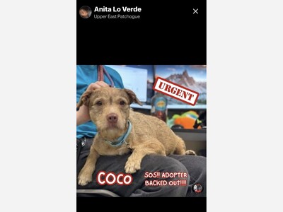 Adopt Cocoa
