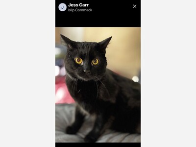Veterans cat missing 