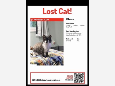 Lost cat Chess