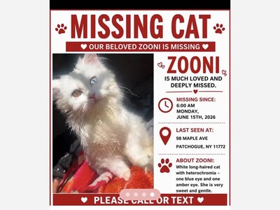 Missing cat Zooni