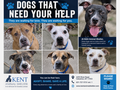 🐾 HELP THEM FIND HOME: Dogs at Kent Animal Shelter Are Waiting for Their Forever Families