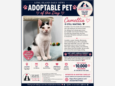 🐾 ADOPTABLE PET OF THE DAY: MEET CAMELLIA 🐾