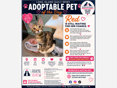 🐾 ADOPTABLE PET: MEET RED 🐾