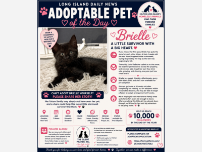 🐾 ADOPTABLE PET: MEET BRIELLE 🐾
