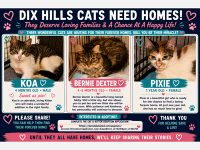 🐾 Dix Hills Cats Need Homes: Meet Koa, Bernie Dexter and Pixie