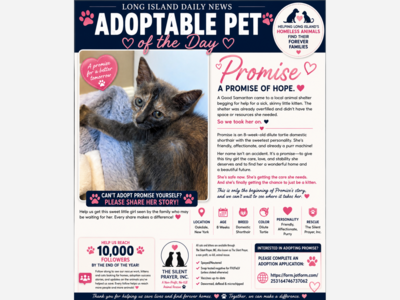 🐾 ADOPTABLE PET: MEET PROMISE 🐾