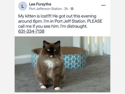Lost cat 