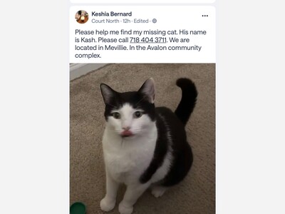 Lost cat 