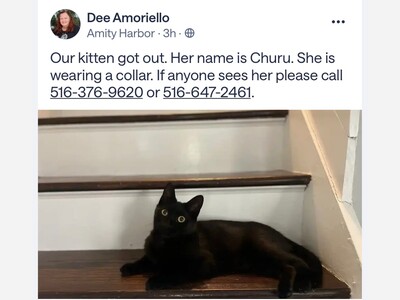 Lost cat 