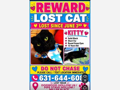 Lost cat 