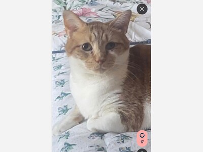 Peanut is still missing 