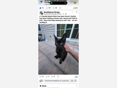 Did someone lose this kitten?