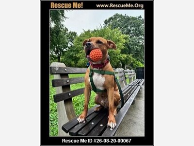 🆘 URGENT: Long Island Dog Legend Needs a Home — His Life May Depend on It