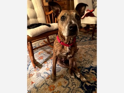 Gentle Jack Needs a Foster or Forever Home After Years of Living Outdoors