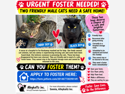 Urgent Foster Homes Needed for Two Rescued Cats Amid Reports of Missing and Dead Cats in Far Rockaway