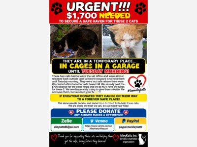 URGENT: Two Rescued Cats Face Return to Unsafe Outdoor Conditions as AlleyKattz Inc. Appeals for $1,700 to Secure Safe Haven