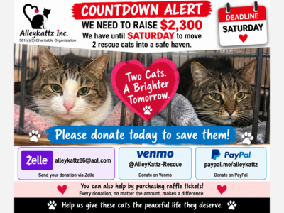Urgent Countdown: Alleykattz Inc. Seeks $2,165 to Move Two Feral Cats to Safety Before Saturday Deadline