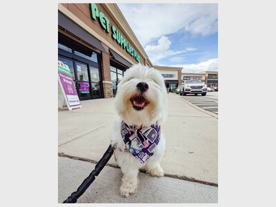 Adoption event at Pet Supplies Plus 