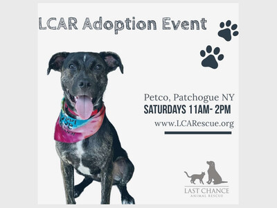 Adoption Day at Petco Patchogue 